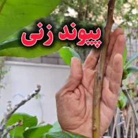 پیوند انبه و گارم زنگی