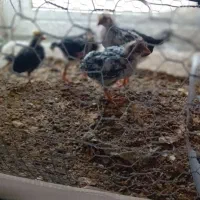 جوجه