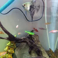 ماهی آنجل زبرا دمشمشیری کالر اکواریوم