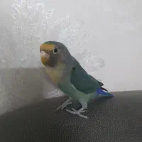 طوطی برزیلی نر