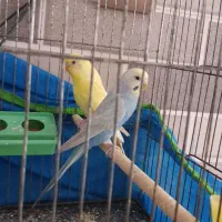 مرغ عشق خوش رنگ