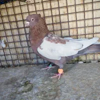 سبز هل پاپر و سینه تافته ای|پرنده|شیراز, رکنآباد|دیوار