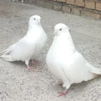 جفت تهرانی کاکل