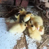 جوجه اردک اسرائیلی|حیوانات مزرعه|رشت, حومه رشت|دیوار