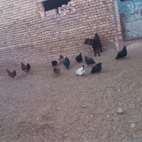 مرغ فروشی دانه 350