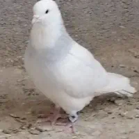 کفتر طوقی اصیل معاوضه با قناری  و عروس هلندی|پرنده|سیرجان, |دیوار