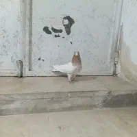 طوقی های درجه یک|پرنده|اردبیل, |دیوار