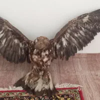 لوازم دکوری|مجسمه، تندیس، ماکت|ارومیه, |دیوار