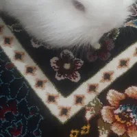 خرگوش لپی|موش و خرگوش|یزد, |دیوار