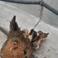 فروش مرغ و خروس|حیوانات مزرعه|بندر ماهشهر, |دیوار