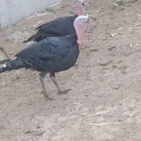 بوقلمون و خروس