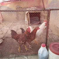 مرغ و خروس