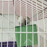 طوطی برزیلی