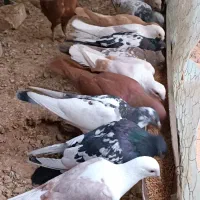 کبوتر جفت گیری|پرنده|خلیل آباد, |دیوار