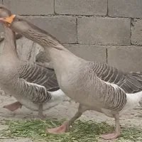 غاز گوشتی و داشتی|حیوانات مزرعه|شیروان (لرستان), |دیوار