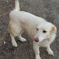 سگ مادی|سگ|زاهدان, |دیوار