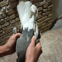 پرنده اشعل و قهوی دم سفید