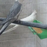 عروس هلندی مولد|پرنده|فلاورجان, |دیوار