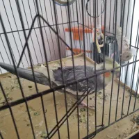 عروس هلندی نر نیم دستی سالم