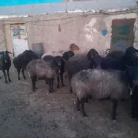 گوسفند|حیوانات مزرعه|سلفچگان, |دیوار