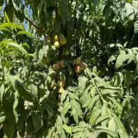 580 متر باغچه شهرکی