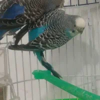 جفت مرغ عشق (خاص)|پرنده|قائن, |دیوار