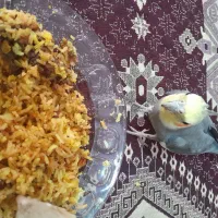 عروس هلندی نربالغ|پرنده|پاکدشت, پاکدشت (مامازند)|دیوار