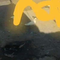 کفتر گمشده خالدار|حیوانات|مرند, |دیوار