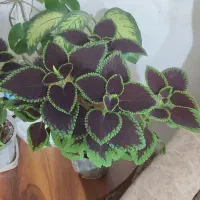 گل طبیعی ایوان|گل و گیاه طبیعی|ایوان, |دیوار