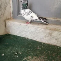 ماده پاکستانی پرشی و ساعتی