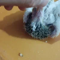 طوقی|پرنده|کوهرنگ, |دیوار