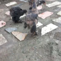 جوجه وخروس امپراتور|حیوانات مزرعه|لاهیجان, شقایق|دیوار