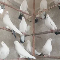 دم سبزهای پرس سنگین وکمیاب