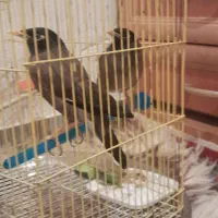 پرنده مرغ مینا سخنگو