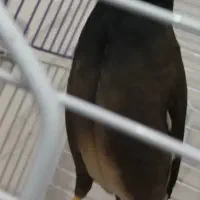 مرغ مینا