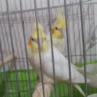 عروس  فنچ معاوضه و فروش