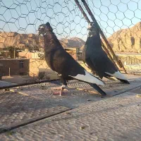 کبوتر پلنگ|پرنده|کرمان, |دیوار