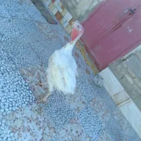 بوقلمون گوشتی