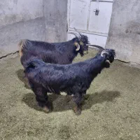 بز کهره دار جوان شیردار پازن