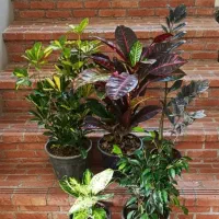 پکهای گیاهان آپارتمانی  - ارسال رایگان در تهران