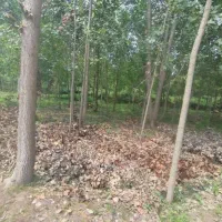 فروش فوری ویلا با زمین 180 متر شهر رودبنه|فروش زمین و ملک کلنگی|رودبنه, |دیوار