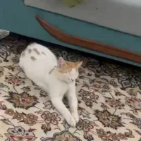 واگذاری گربه