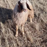 کاور ورن|حیوانات مزرعه|اسلام‌‌آباد غرب, |دیوار