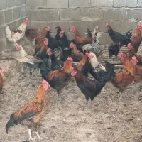 خروس (لامرد)