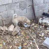 توله ماده|سگ|ورزقان, |دیوار