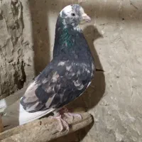 سلام کبوترسرور|پرنده|نهاوند, |دیوار