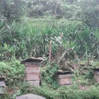 یوکا بزرگ وبنسای قطور،وگلدان۳/۵،گلدان ۱۰و سطل۱۲|گل و گیاه طبیعی|رحیمآباد, |دیوار