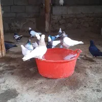 همه رنگ فروشی|پرنده|هشترود, |دیوار