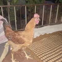 مرغ و خروس