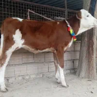 2 عدد گوساله سیمینتال ماده قرمز شرابی 4 ماهه